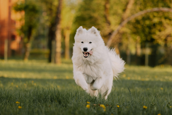 Samojed